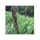 Parboiled-Barnyard-Millet