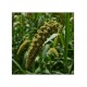 Parboiled Traditional Millet (Thinai - Foxtail) 1kg