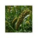 Traditional Millet (Thinai - Foxtail) 1kg