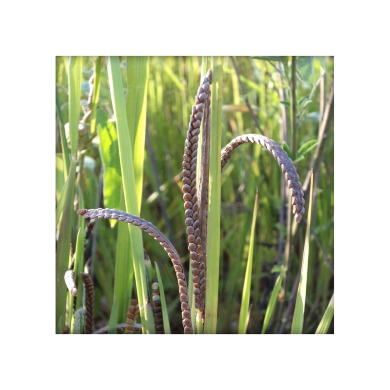 Traditional Millet Varagu Kodo 500 Gms Buy Direct From Farm traditional-millet-varagu-kodo-500-gms-buy-direct-from-farm