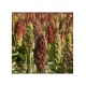 Traditional Millet Jwar (Sorghum) 1kg