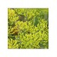 Fennel Seeds (Saunf) 100g