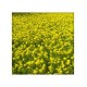 Hill Mustard Seeds 100g