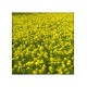 Mustard Seeds 100gm