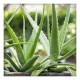 ekgaon Aloe Vera Powder 100g