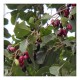 Ekgaon Jamun Nut Powder (Syzzygium Cumini) 50g