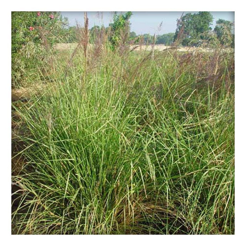 Khus Khus Powder (Vetiveria zizanoides) (200g) Buy Direct from Farm, Healthy and Organic food