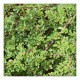 ekgaon Mulethi Powder (Glycyrrhiza Glabra) 100g