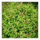 Tulsi Powder (Ocimum santum) (100g)