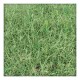 Dhoob Grass Powder (Cynodon dactylon) (50g)