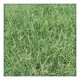 Dhoob Grass Powder (Cynodon dactylon) (200g)
