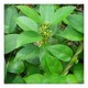 Gurmar Powder (Gymnema sylvestre) (100g)