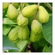 Harra Powder(harad or terminalia chebula) 50gm