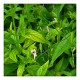 Kalmegh (Andrographis paniculata) (100g)