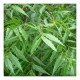 Neem Leaf Powder (Azadirachta indica) (50g)