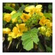 Senna – Chirauta Powder (Cassia obtusa) (100g)