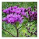 Vanjeera (Kala Jeera or Vernonia anthelmintica) (50g)