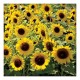 Sunflower Seeds 100gm