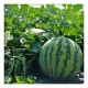 Watermelon Seeds 100gm