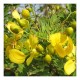 ekgaon Avaram Senna Flower Tea(100g)