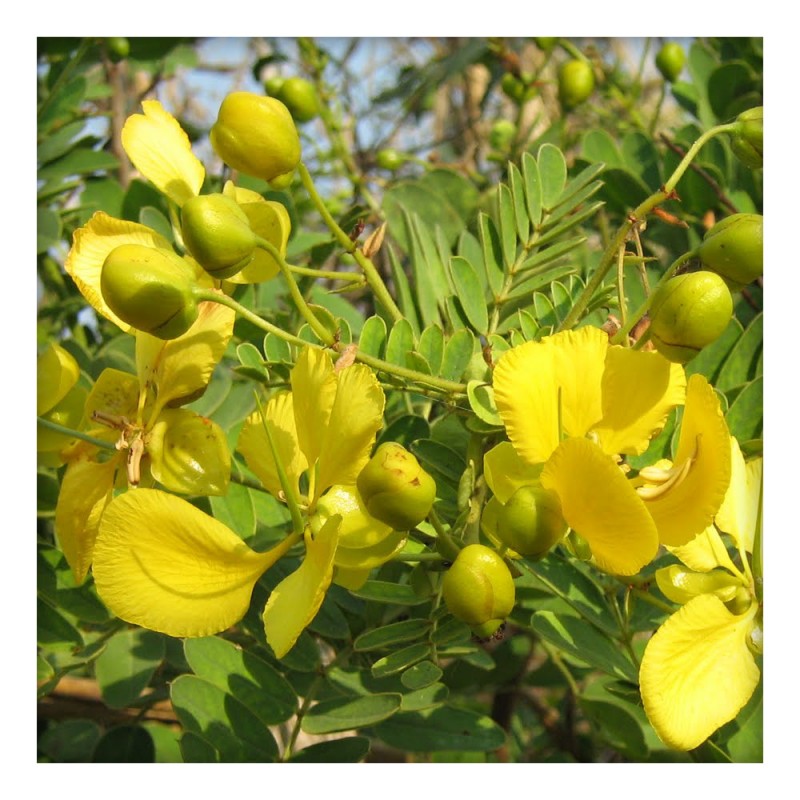 Avaram Senna Flower Tea (100g) - Buy Direct from Farm, Healthy and ...
