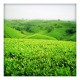 Darjeeling Hills Green Tea 50g