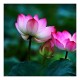 Ekgaon Lotus Flower Tea