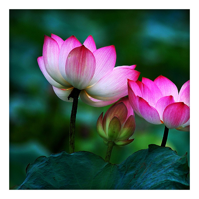 Lotus Flower Tea (50g) - Buy Direct from Farm, Healthy and ...