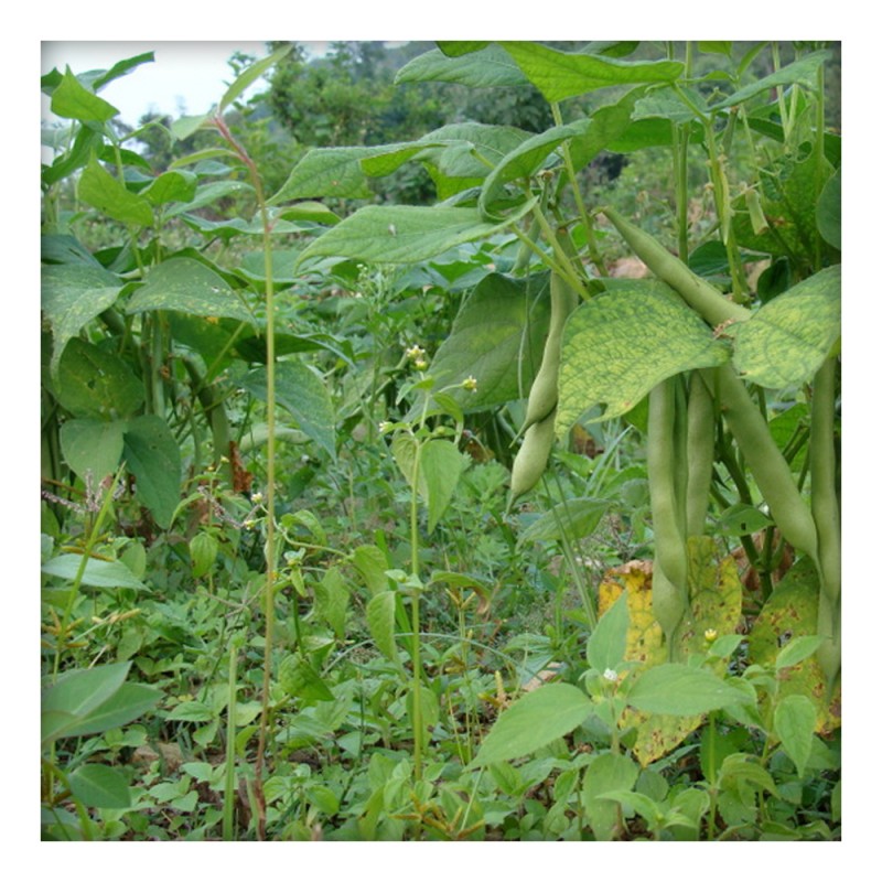 Hill Rajma (Red Small Kidney Beans) 500 gm - Buy Direct from Farm, Healthy  and Organic food @ ekgaon.com