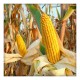 Maize Popcorn Seeds 300gm