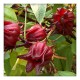 Roselle leaves 50g