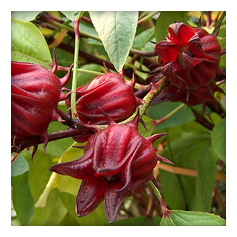 Roselle leaves Dried 50g Buy Direct from Farm, Healthy and Organic