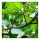 Bhilawa(Bhilama or semecarpus anacardium) 50gm