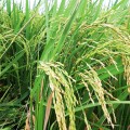 Premium Aromatic Rice (Joha ~ Jhwsa)