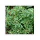 Methi (Fenugreek) 100g