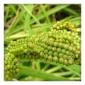 Finger Millet Noodles 180gm