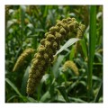 Foxtail Millet Sevai 180gm