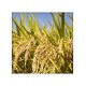 Premium Aromatic Rice (Vishnu Bhog) 1kg