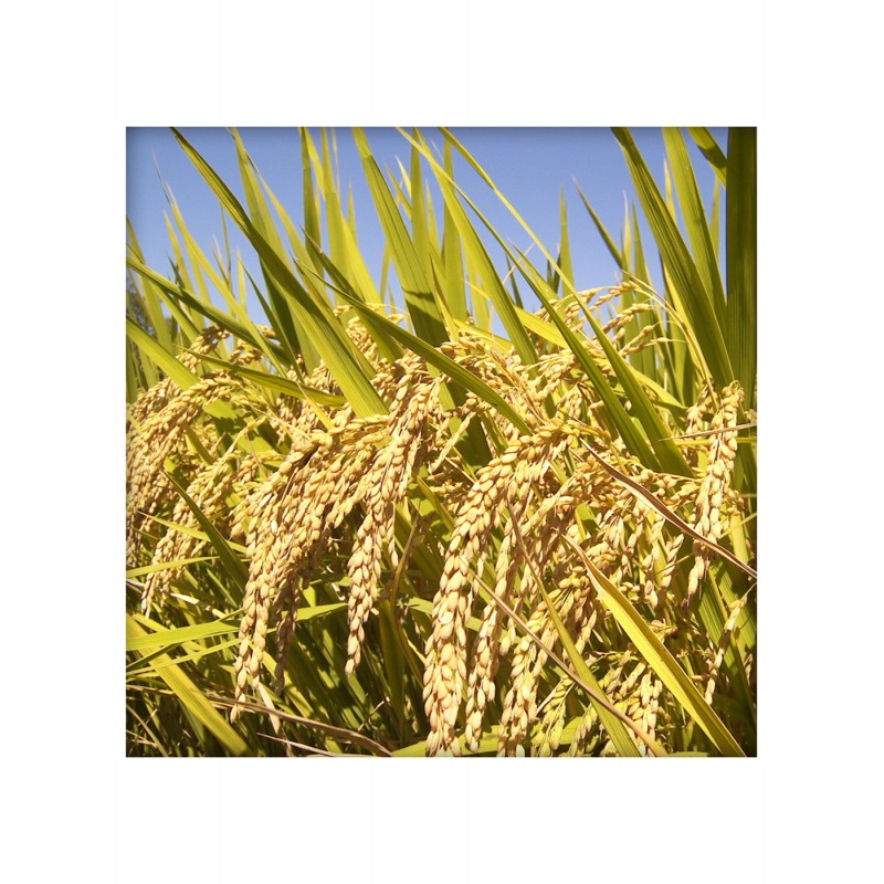 Premium Aromatic Rice (Dubraj) 500 Gms - Buy Direct from Farm, Healthy ...